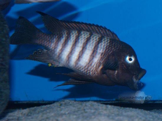 Petrochromis famula 'Nkondwe Island'